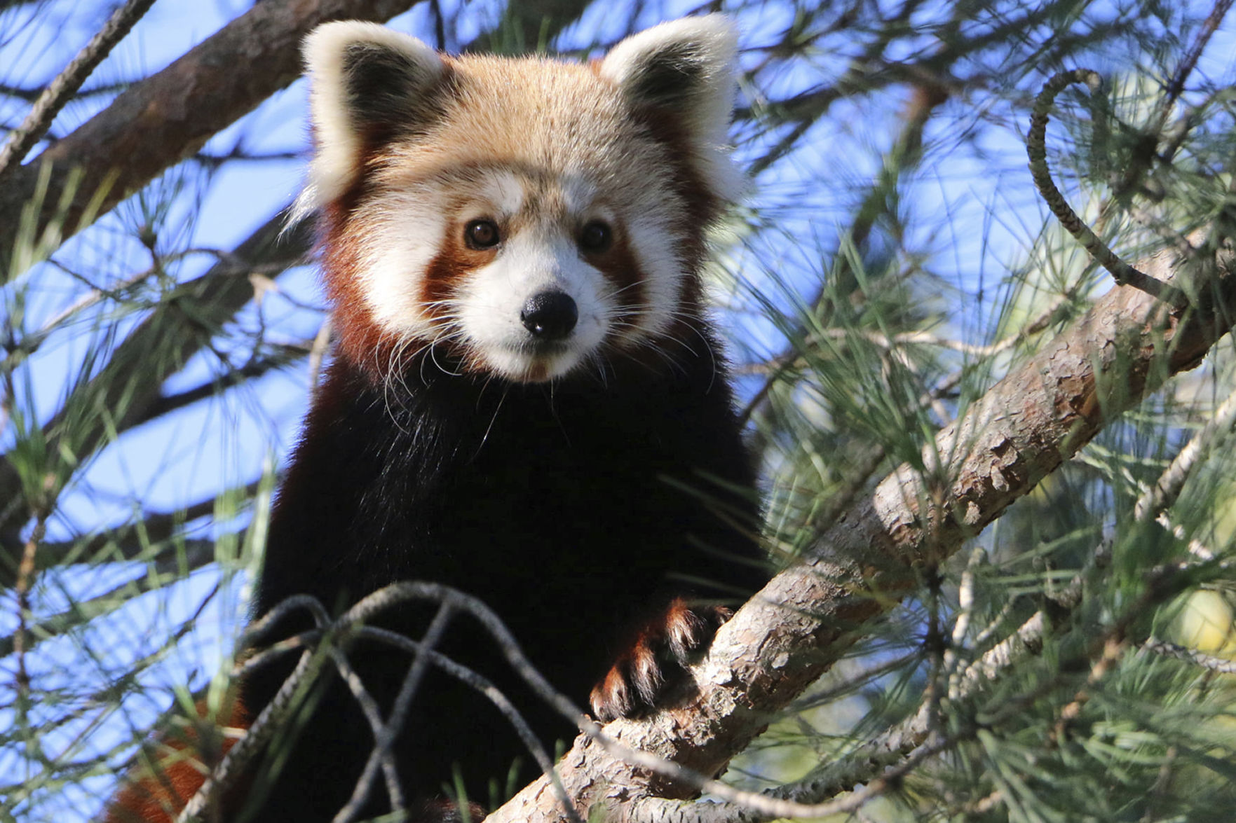 France Red Panda